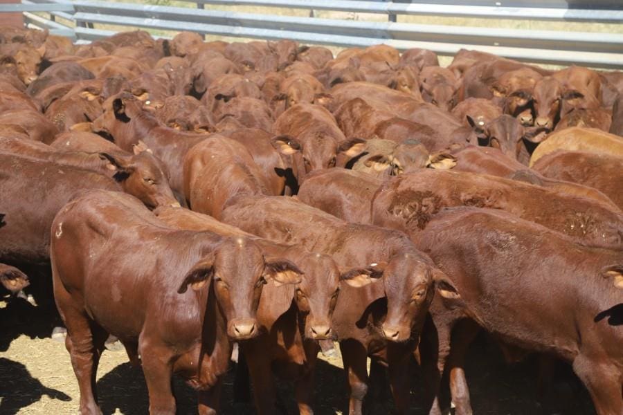 Big price slide in young cattle continues in online trading