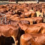 Southern Queensland feedlots and backgrounders active at Alice Springs