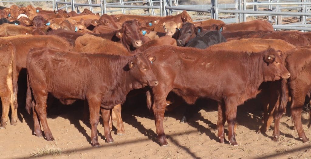 Are there compensatory gain opportunities ahead in young cattle for lotfeeders?