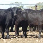 CSU survey on cattle abortions calls for farmer input | The Land