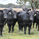 Vegetation management in Queensland has been reduced to $61,000ha | Queensland Country Life