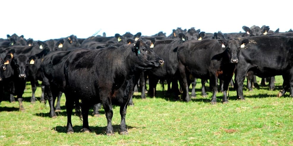 World Angus forum heading to Brisbane