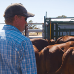 Mark Schilling: making a bob from value adding and lean in ‘Over The Fence’ with Chris Nixon