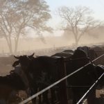 Improvement in feed situation may aid herd expansion