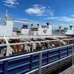 New program to solve challenges in livestock transport