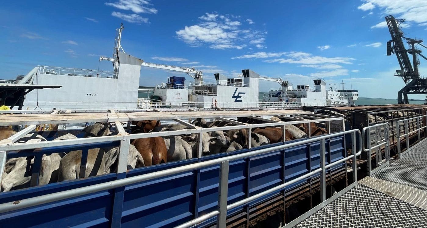 Cattle exports hit two-year high in July