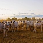 Southern Multi Breed data reveals fresh optimism for future fertility EBVs