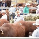 Quality cattle for all buyer requirements