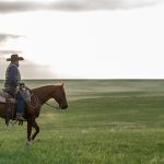 Dubbo sale 3 August 2023: Young cattle firm