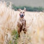 Faces around the grounds at Wagga Working Dog Auction