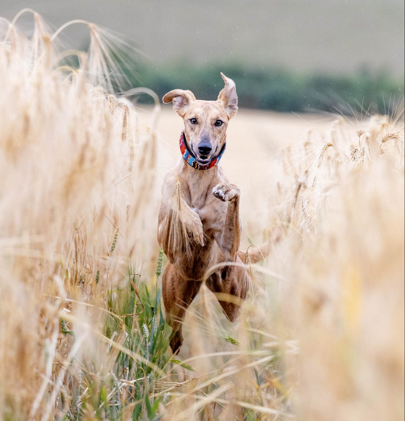 Lurchers: The Ferraris of the dog world who ‘can steal anything from anywhere’