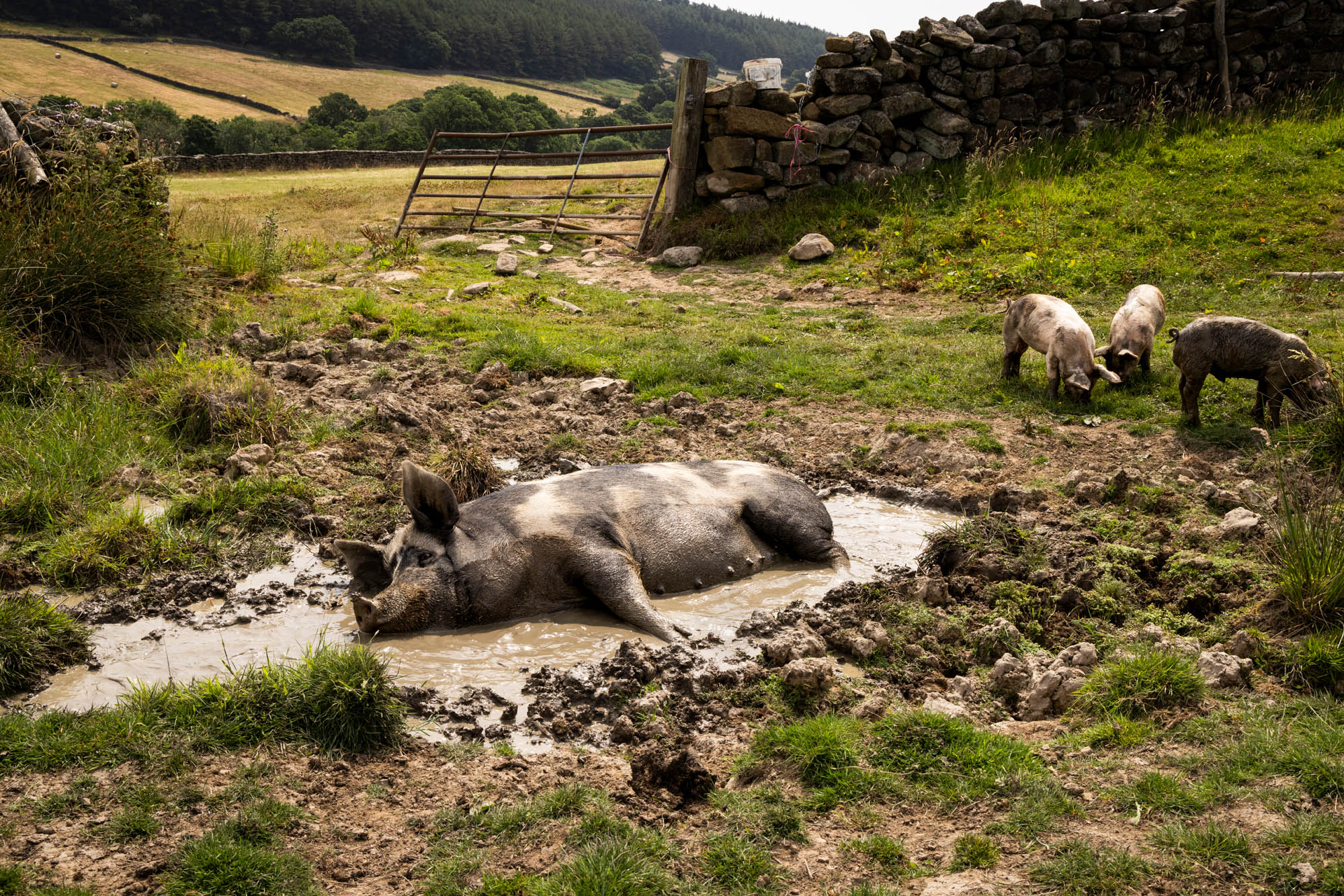 The spirit, stoicism and joy of 21st century farming