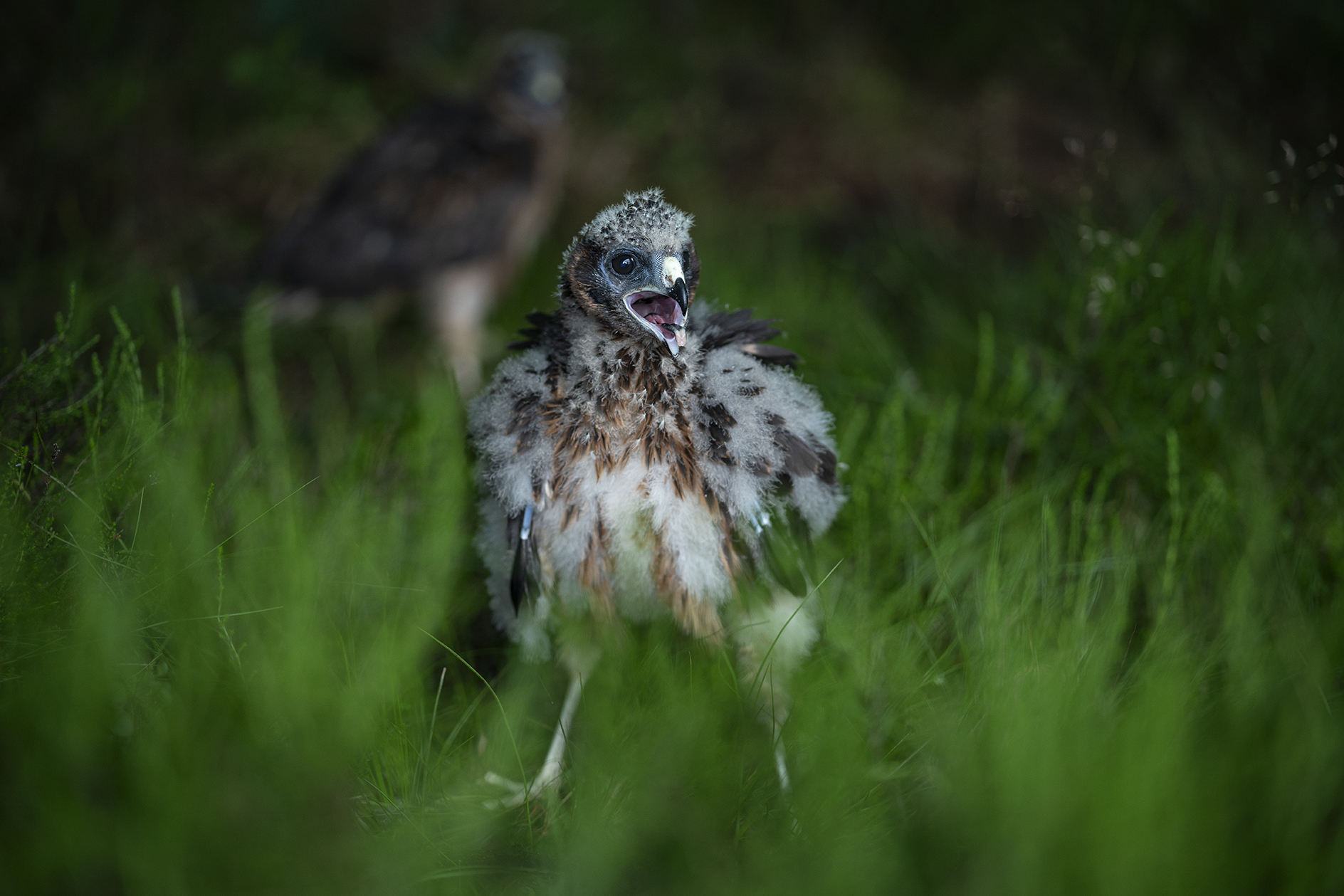 Hen harrier making sound steps towards salvation as dozens of chicks set to be released into the wild