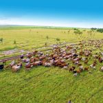 Cattle abortion study: Researchers seek input from industry stakeholders