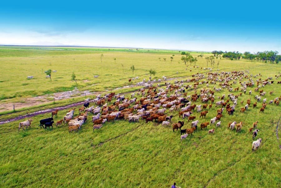 Eye in the sky informs pasture management