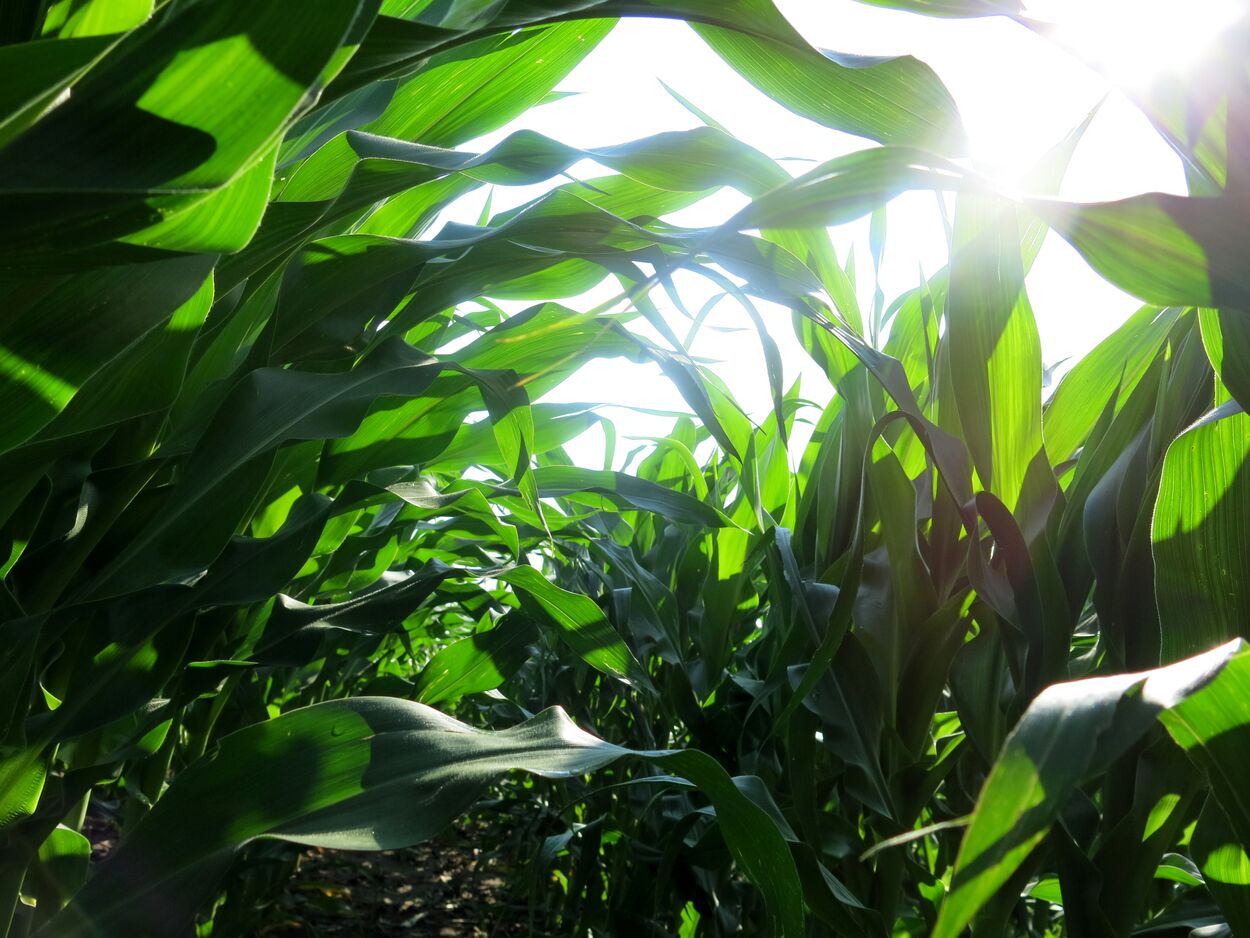 Producers cautiously optimistic, despite crop price volatility