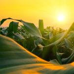 What are your options with wet hay?