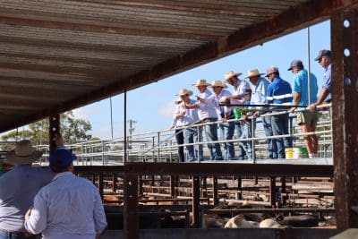 Dalby sale 7 Feb 2024: Yarding surges to 7228 head