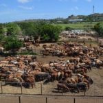 School wether competition the first to be held in Queensland | Queensland Country Life