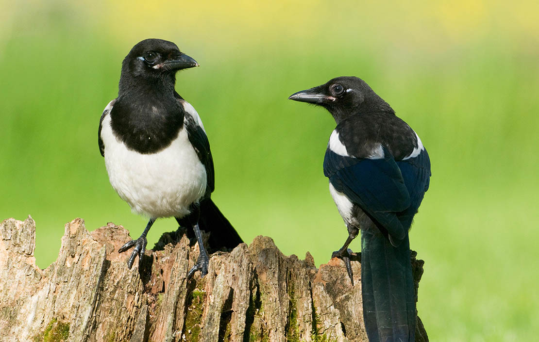 Why are there so many magpies?