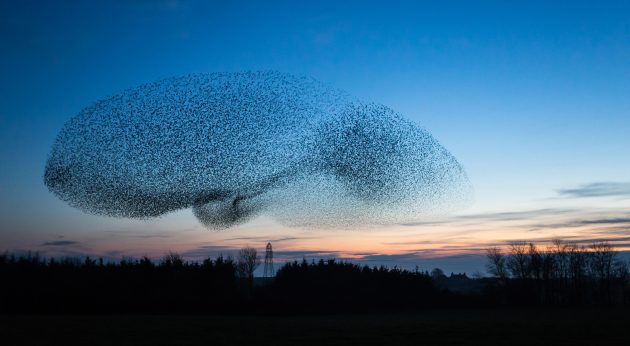 Why we call it a murder of crows, murmuration of starlings and a conspiracy of ravens