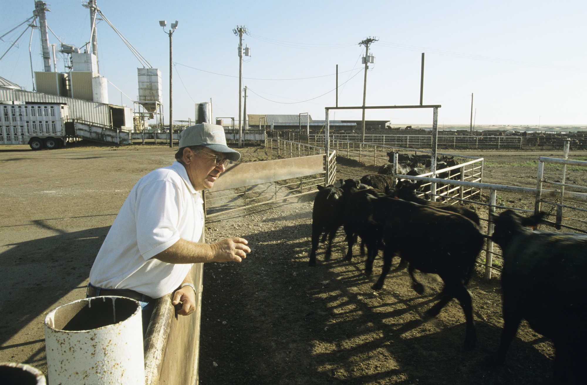 Cattle price strength marches on