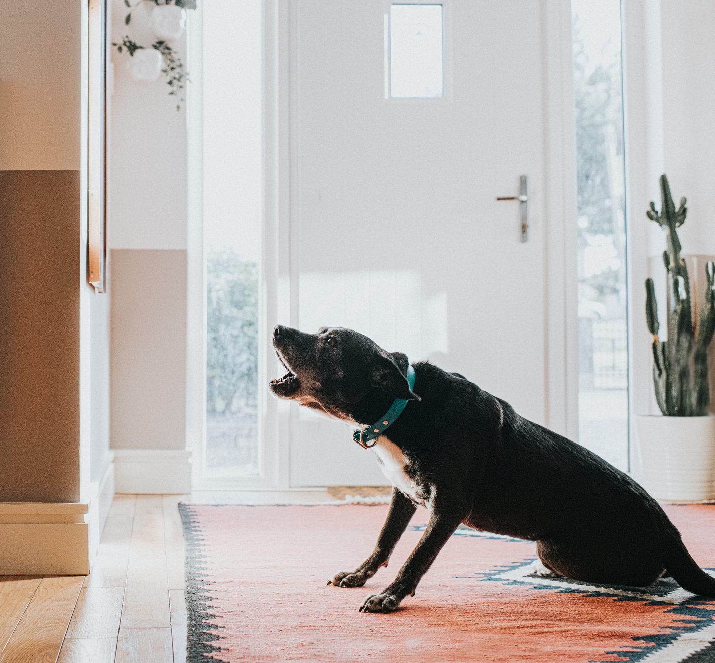 How to stop your dog barking at loud noises and passers-by using the ‘in’ command, by Ben Randall