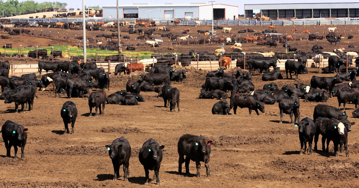 State leaders advocate for Nebraska cattle producers following heat event