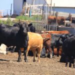 BETSY delivers sophisticated cattle phenotyping system