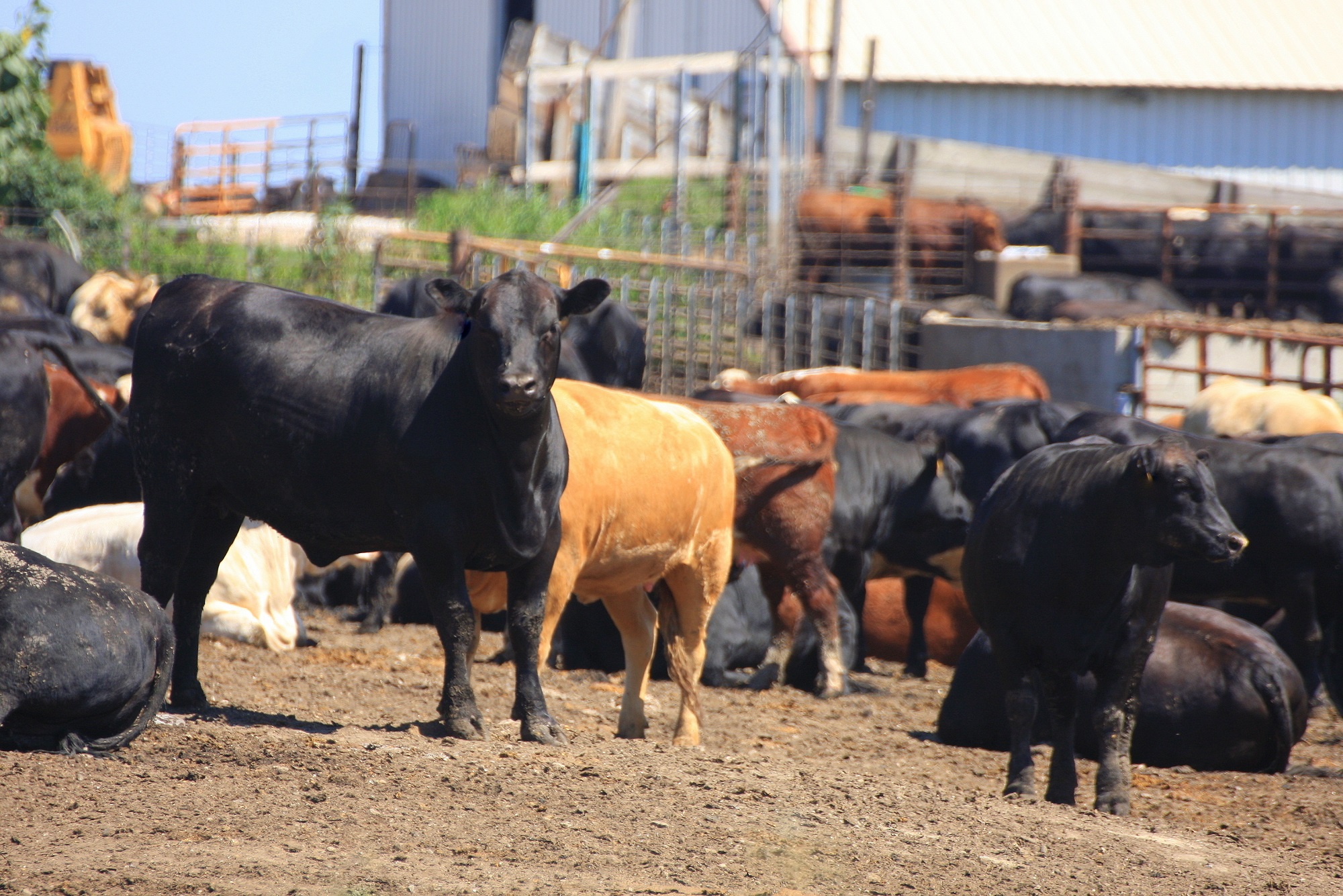 Managing heat stress in the feedlot with nutrition