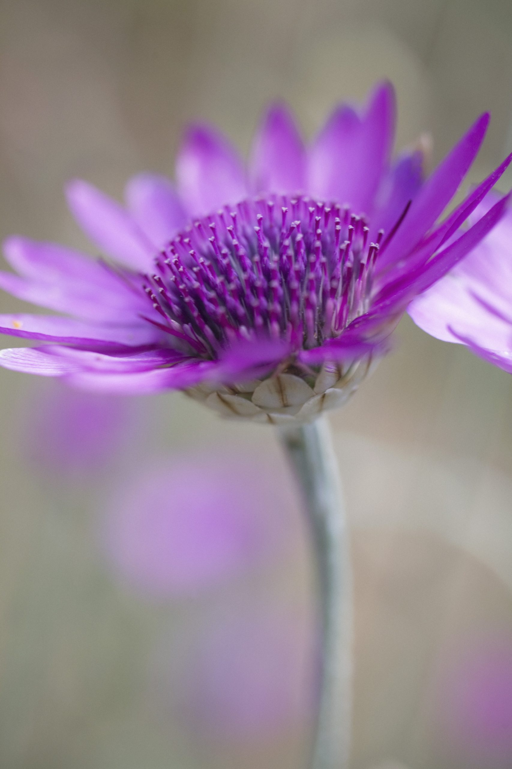 Best plants for people who hate weeding? Five beautiful (and low-maintenance) flowers to grow in gravel or sand