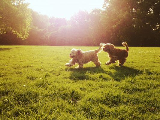 How to stop your dog ignoring you when they’re playing with other dogs, by award-winning trainer Ben Randall