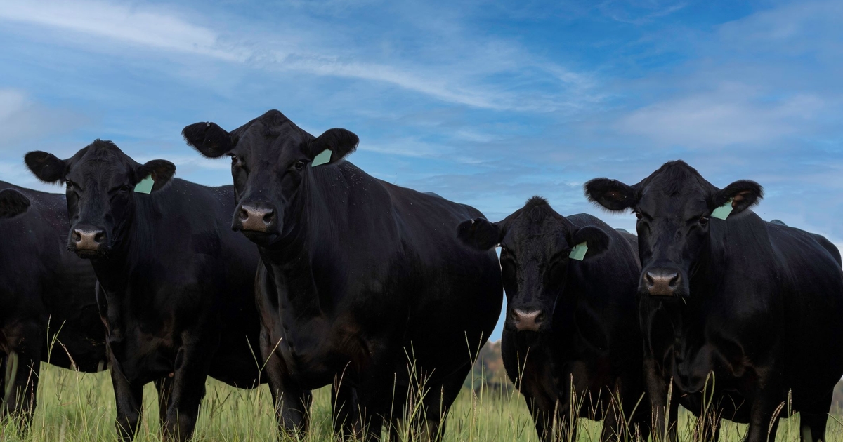 Native warm-season grasses help feed livestock through drought