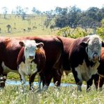 Boer wethers hit $160 at Dubbo