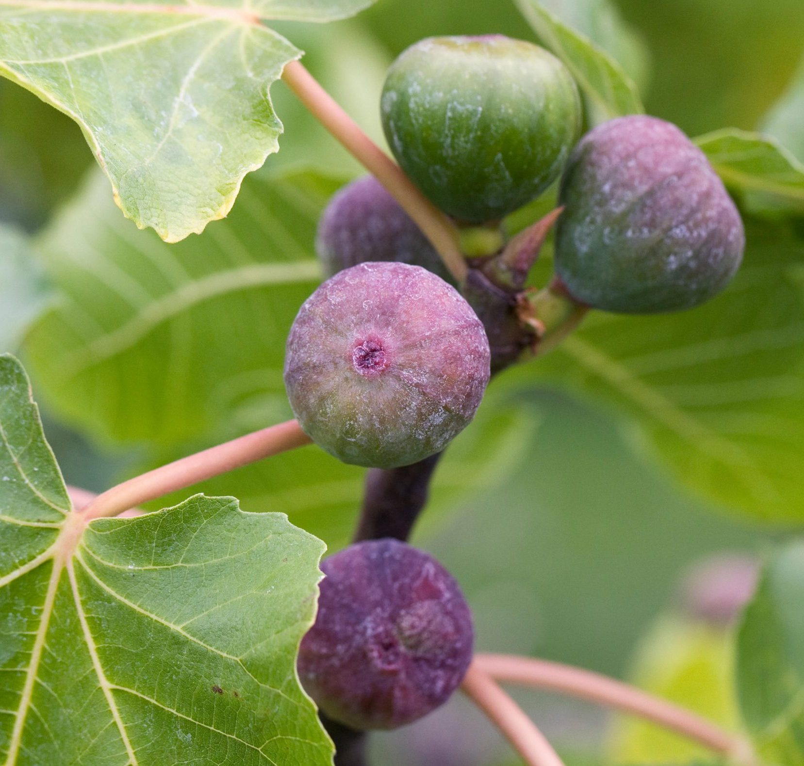 How to grow your own figs that’ll be ‘like a feather on the tongue’