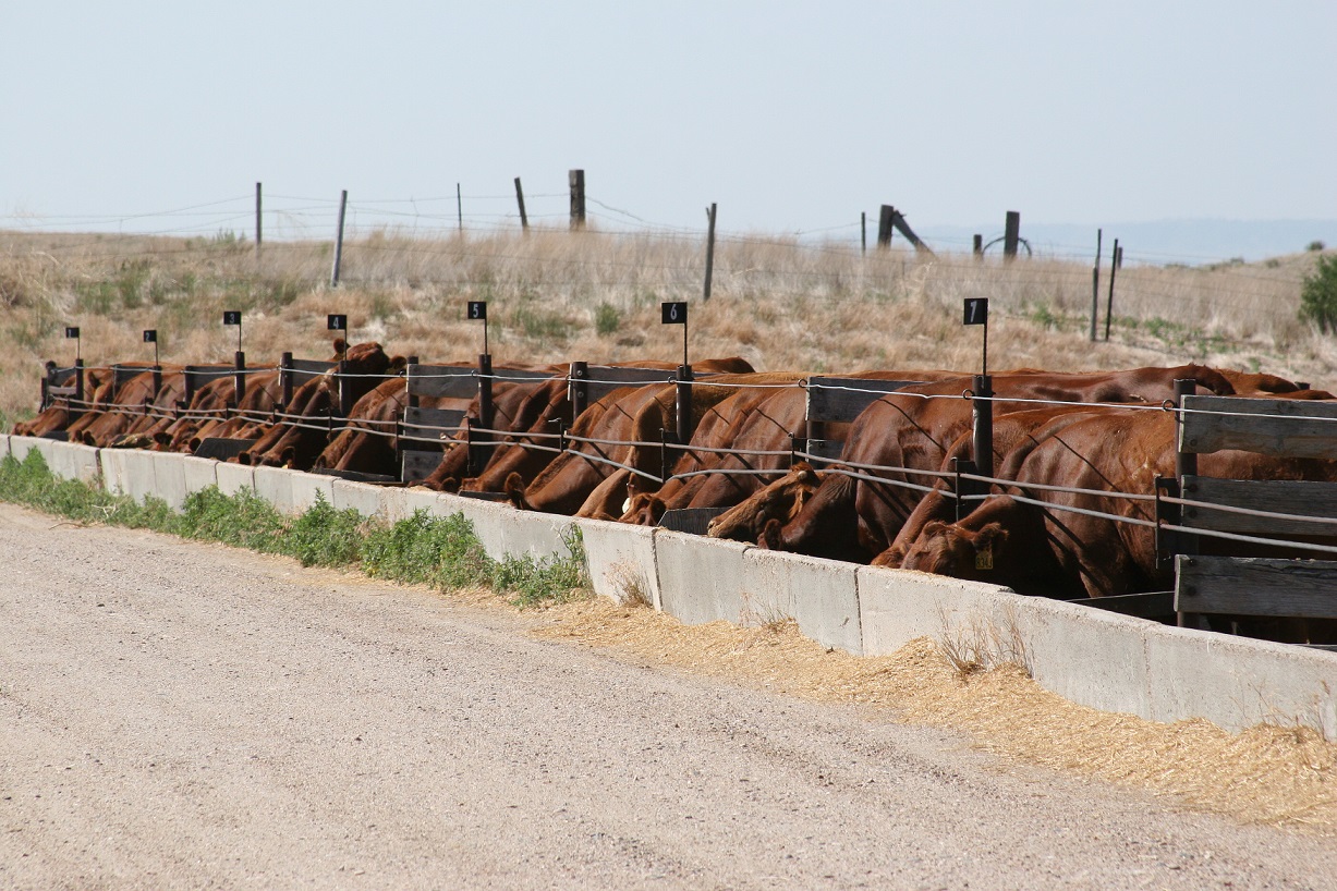 Why consider drylotting cows this fall?