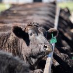 Sign of the times, as unwanted sale bulls get tipped into saleyards for beef