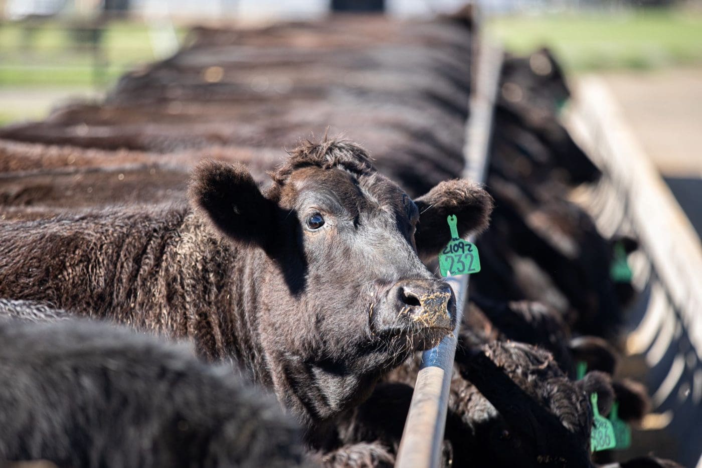 Why heavy feeders are outperforming lighter cattle in falling market