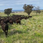 Weekly rainfall update + rainfall outlook 31 October 2023