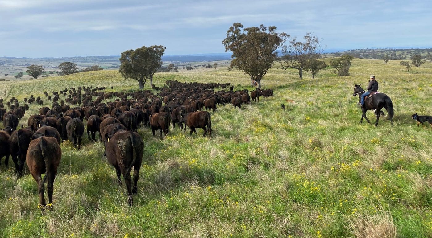 Wagyu Association signs deal to track emissions across its membership