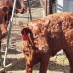 Saleyards "powerhouses" need to be maintained