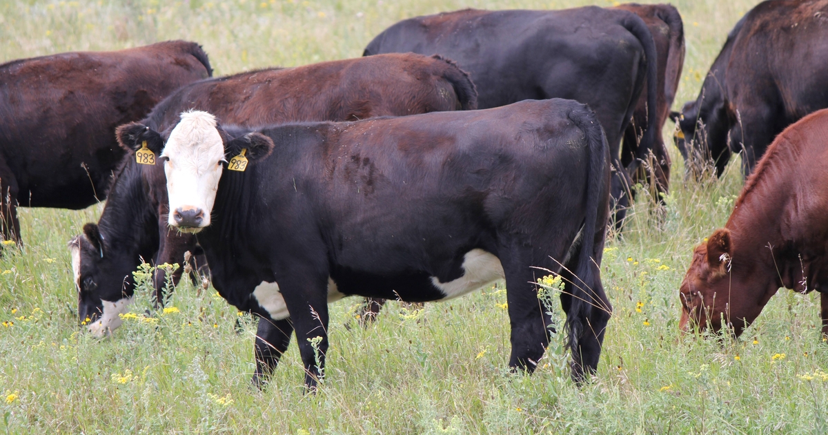 Supplementation strategies to stretch limited pasture resources