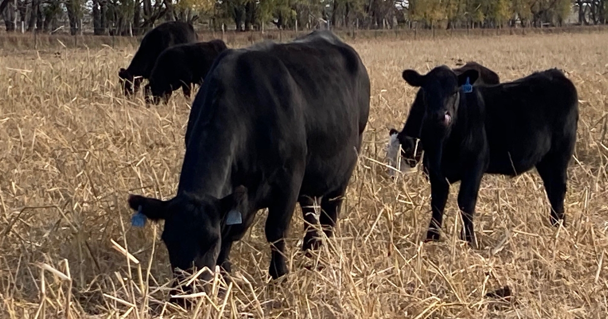 NDSU animal science department to host beef field day