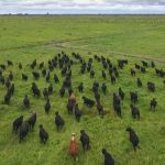 Strong result for Glenalbyn and Munnabah Santa Gertrudis bull sale