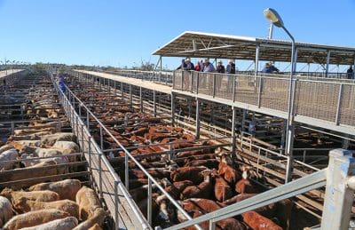 Roma sale 22 Aug 2023: Market softens for 6156 head