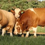 Native warm-season grasses help feed livestock through drought