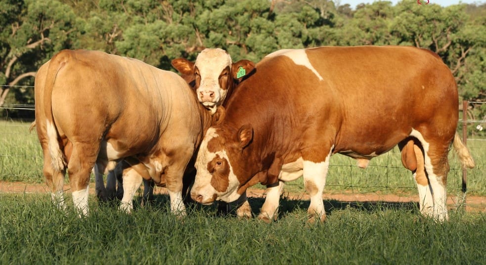 Weekly genetics review: Reflecting on a challenging 2023 bull selling year