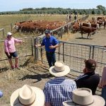 Weaner steers sell for 322c at Biggenden