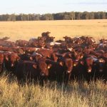 We are the champions: meet the 2023 Ekka interbreed victors