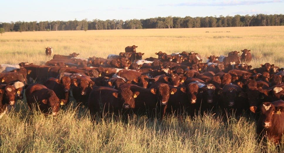 Weekly genetics review: Where do you get your bulls from?